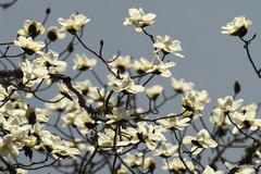 Magnolia campbellii
