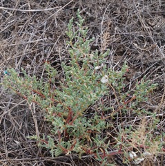 Petrosimonia oppositifolia