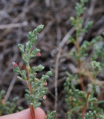 Petrosimonia oppositifolia