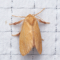 Adoneta pygmaea