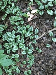 Lamium galeobdolon argentatum