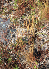 Festuca filiformis