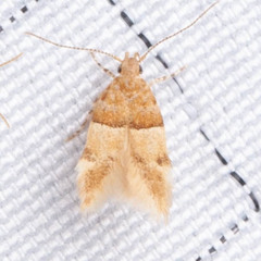 Theisoa constrictella