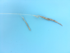 Festuca filiformis