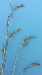 Festuca filiformis