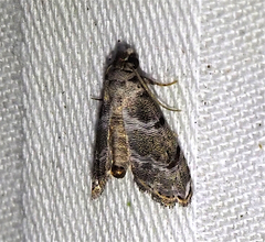 Abablemma bilineata