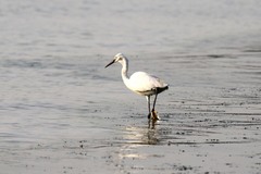 Egretta garzetta dimorpha