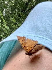 Polygonia interrogationis