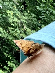 Polygonia interrogationis