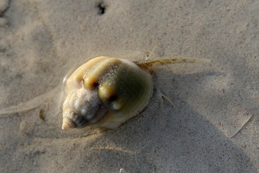 Nassarius arcularia