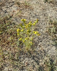 Deinandra mohavensis