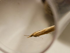 Crambidae