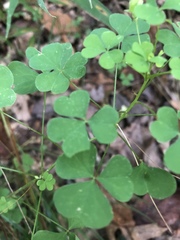 Oxalis