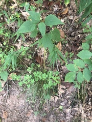 Oxalis