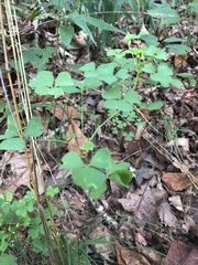 Oxalis