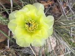 Opuntia polyacantha