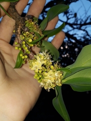 Erythroxylum suberosum