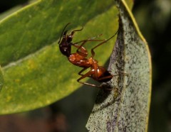 Camponotus sanctus