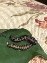 Omphalocera munroei