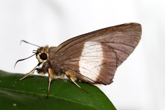 Coeliades forestan forestan