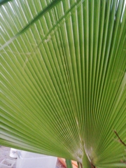 Arecaceae