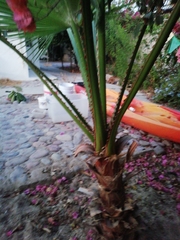 Arecaceae