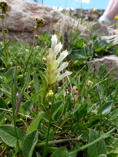 Chionophila jamesii Benth.