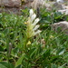 Chionophila jamesii - Photo (c) Jim Kravitz, algunos derechos reservados (CC BY)