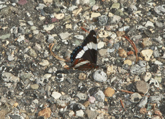 Limenitis arthemis rubrofasciata
