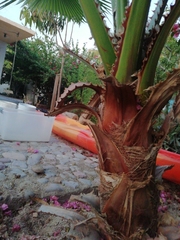 Arecaceae