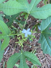 Cnidoscolus stimulosus