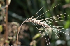 Triticum