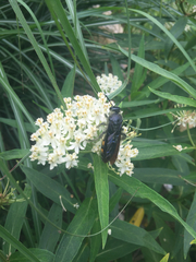 Pygodasis quadrimaculata