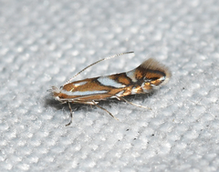 Phyllonorycter propinquinella