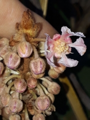 Pterandra pyroidea