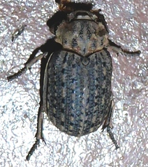 Omorgus suberosus