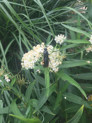 Pygodasis quadrimaculata