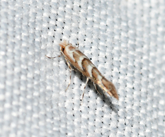 Cameraria macrocarpella