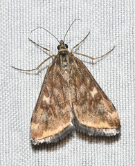 Loxostege munroealis