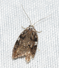 Acleris variana