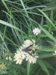 Pygodasis quadrimaculata