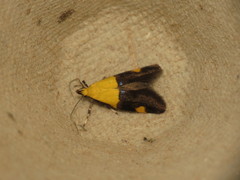 Oecophora bractella