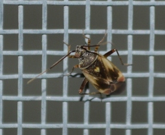 Polymerus