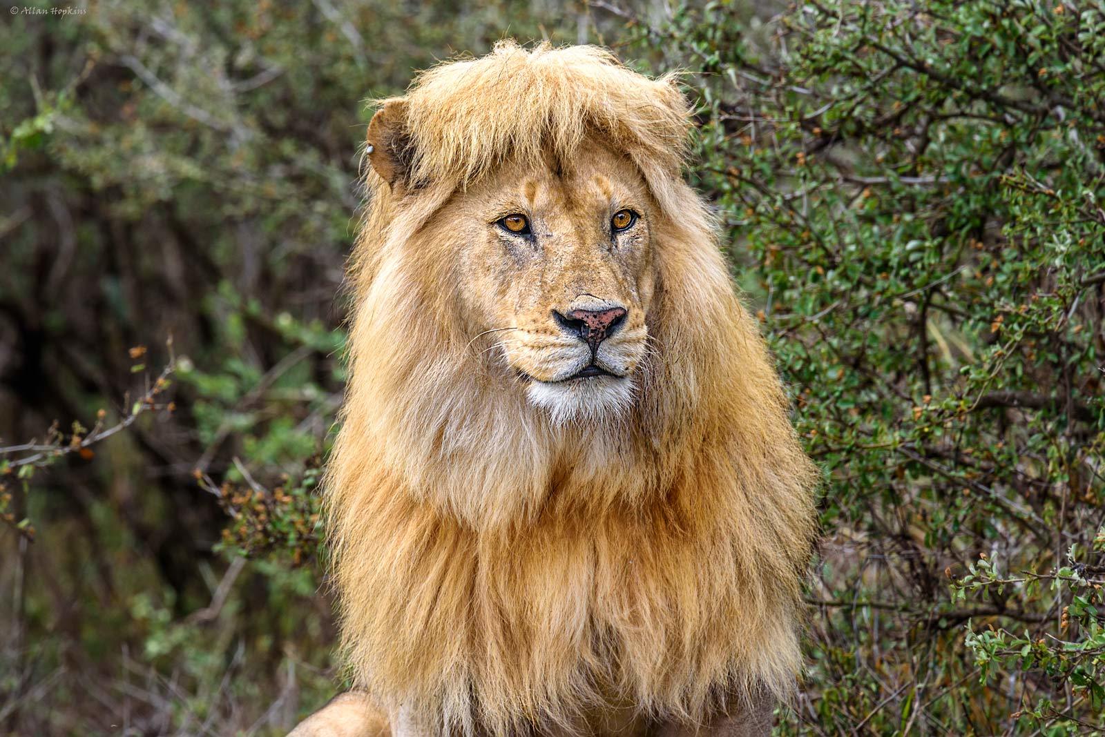 Lion Panthera Leo Der L we Panthera Leo Ist Eine Der Vier Gro katzen