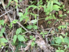 Polygala verticillata
