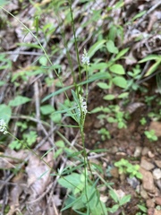 Polygala verticillata