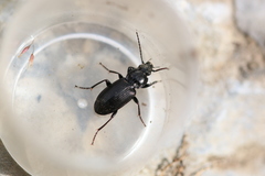 Pterostichus nigrita
