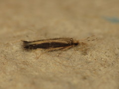 Orthotrichia