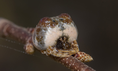 Mastophora hutchinsoni