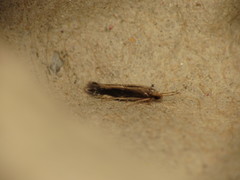 Orthotrichia